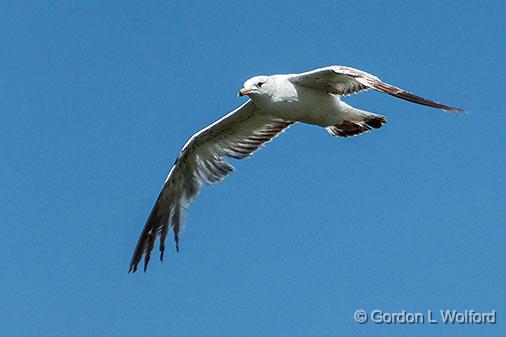 Gull In Flight_DSCF03554.jpg - Ring-billed Gull (Larus delawarensis) photographed along the Rideau Canal Waterway at Smiths Falls, Ontario, Canada.